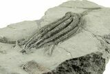 Fossil Crinoid (Scytalocrinus) - Crawfordsville, Indiana #269853-3